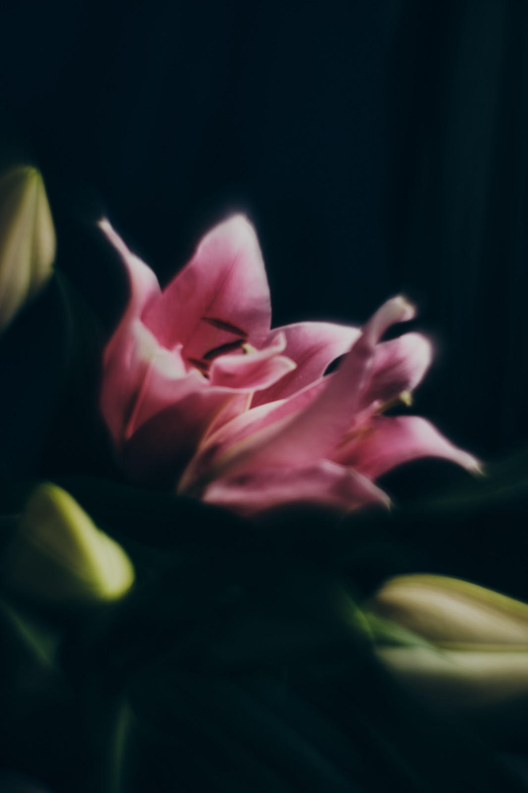 Botanical Exposure — Igor Ogiy photograph 1