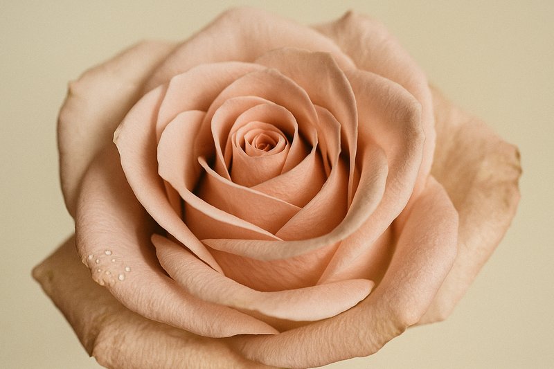 Macro shot of an Ecuadorian rose