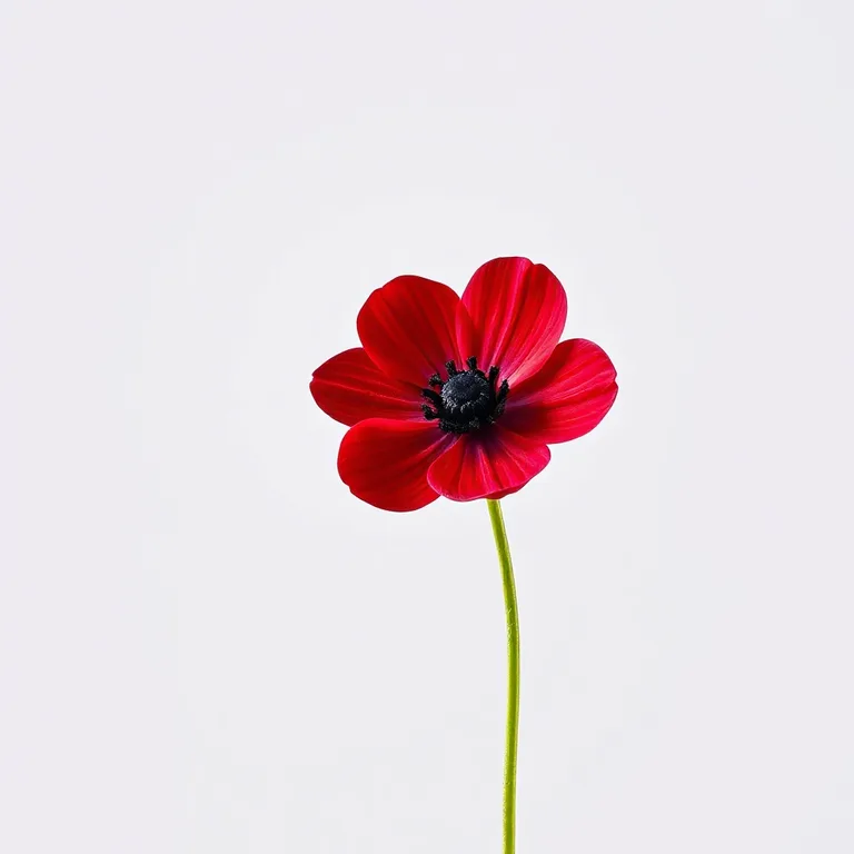 Anemone