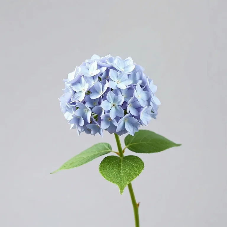 Hydrangea