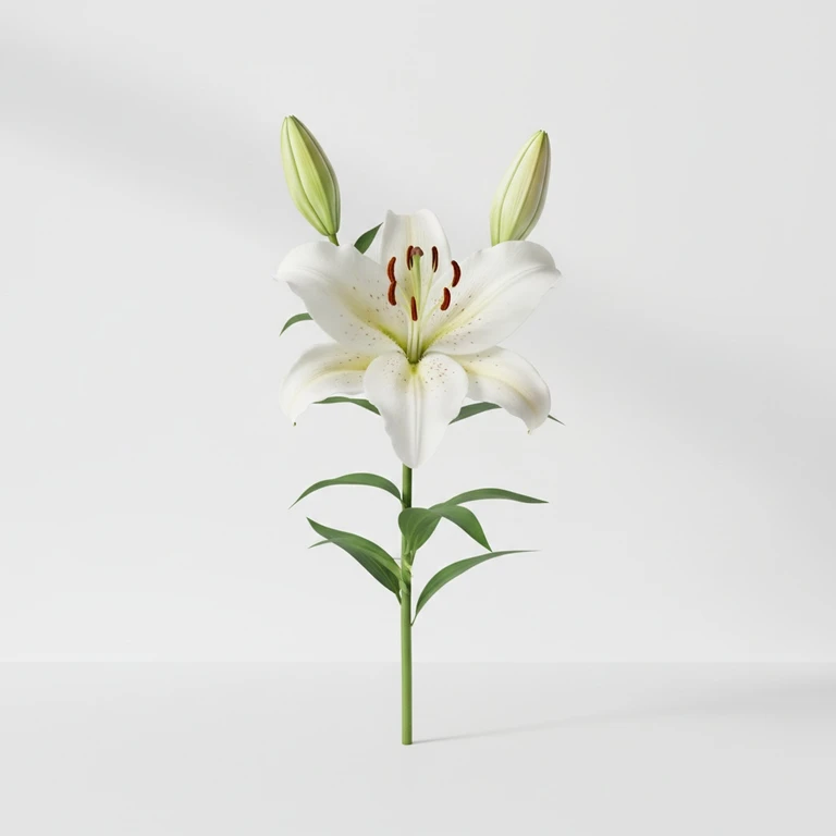 Lily