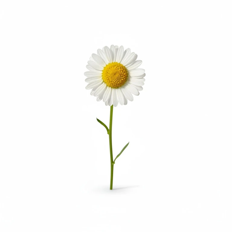 Daisy